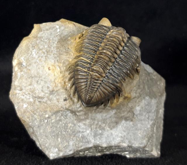 Coltraneia oufatensis MORZADEC 2001 - Bild © FossNet FossilienStore